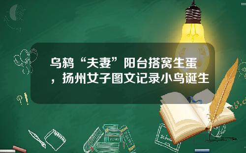 乌鸫“夫妻”阳台搭窝生蛋，扬州女子图文记录小鸟诞生