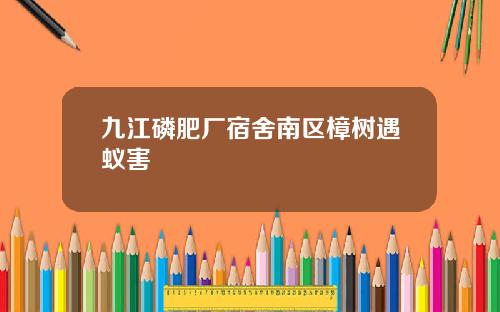 九江磷肥厂宿舍南区樟树遇蚁害