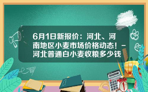 6月1日新报价：河北、河南地区小麦市场价格动态！-河北普通白小麦收粮多少钱
